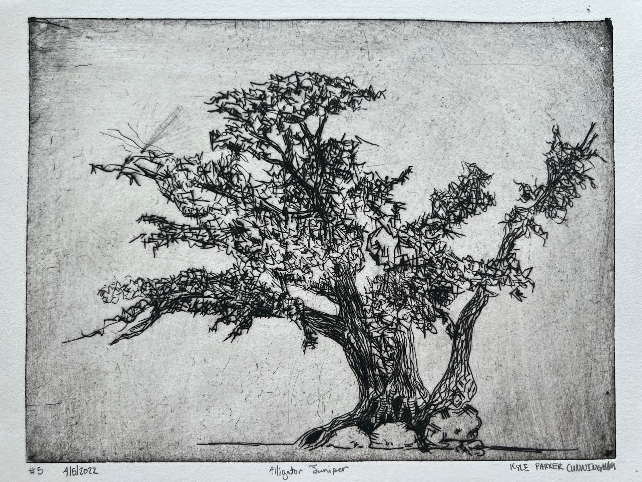 Alligator Juniper