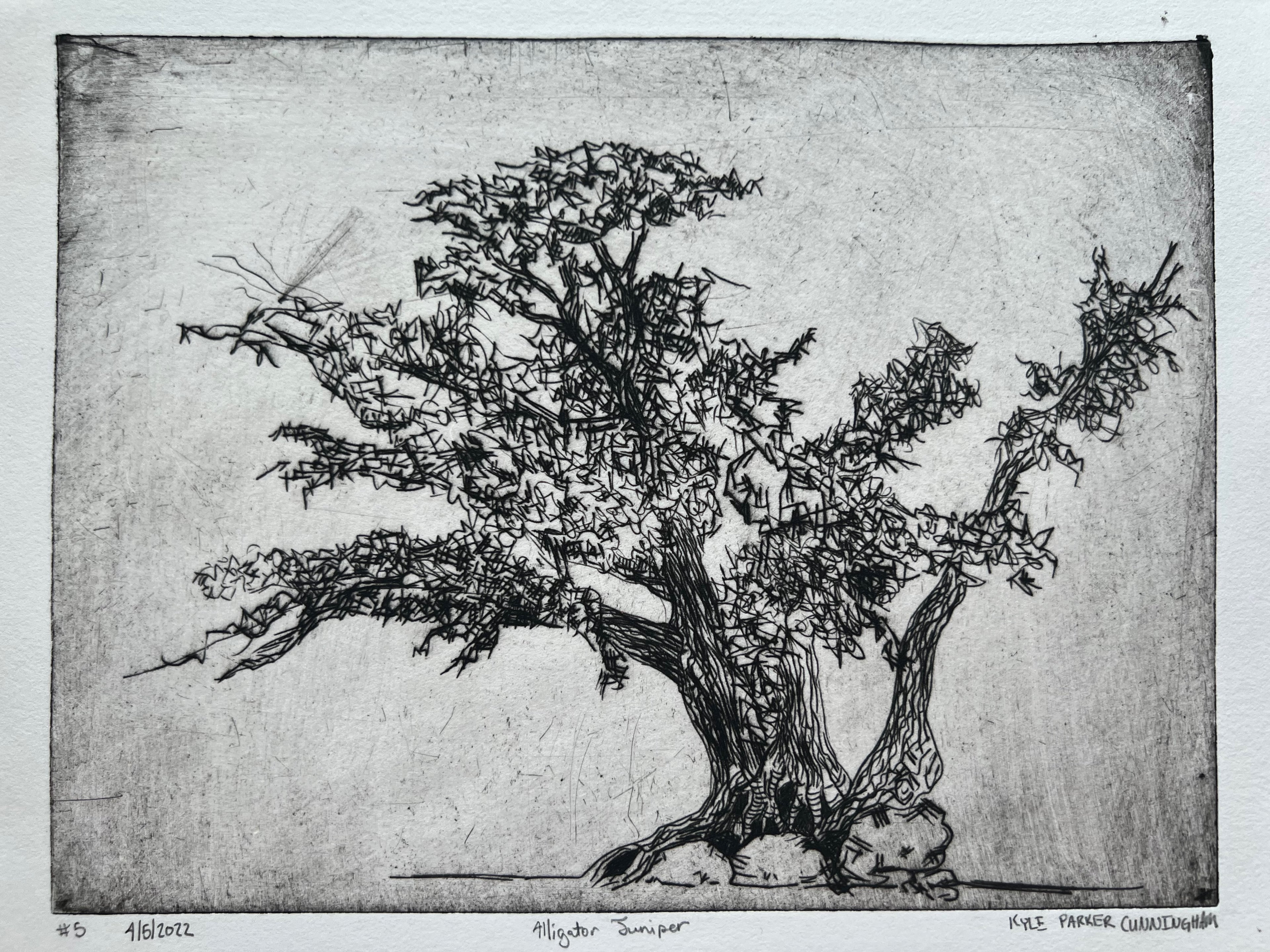 Alligator Juniper