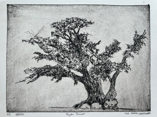 Alligator Juniper