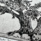 Alligator Juniper
