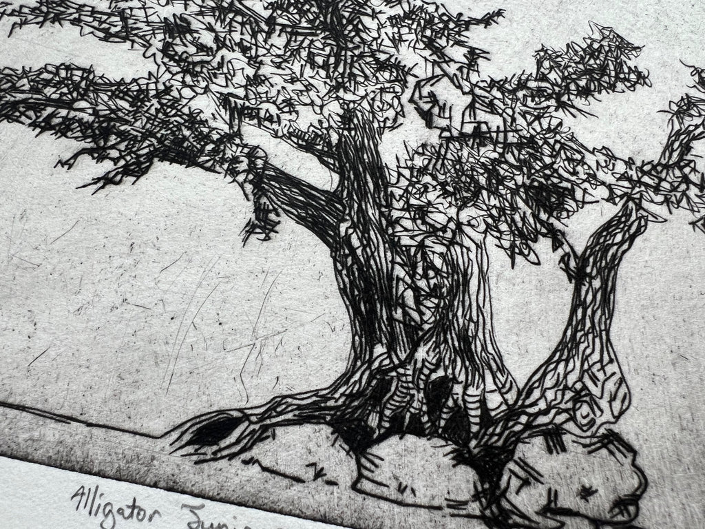 Alligator Juniper