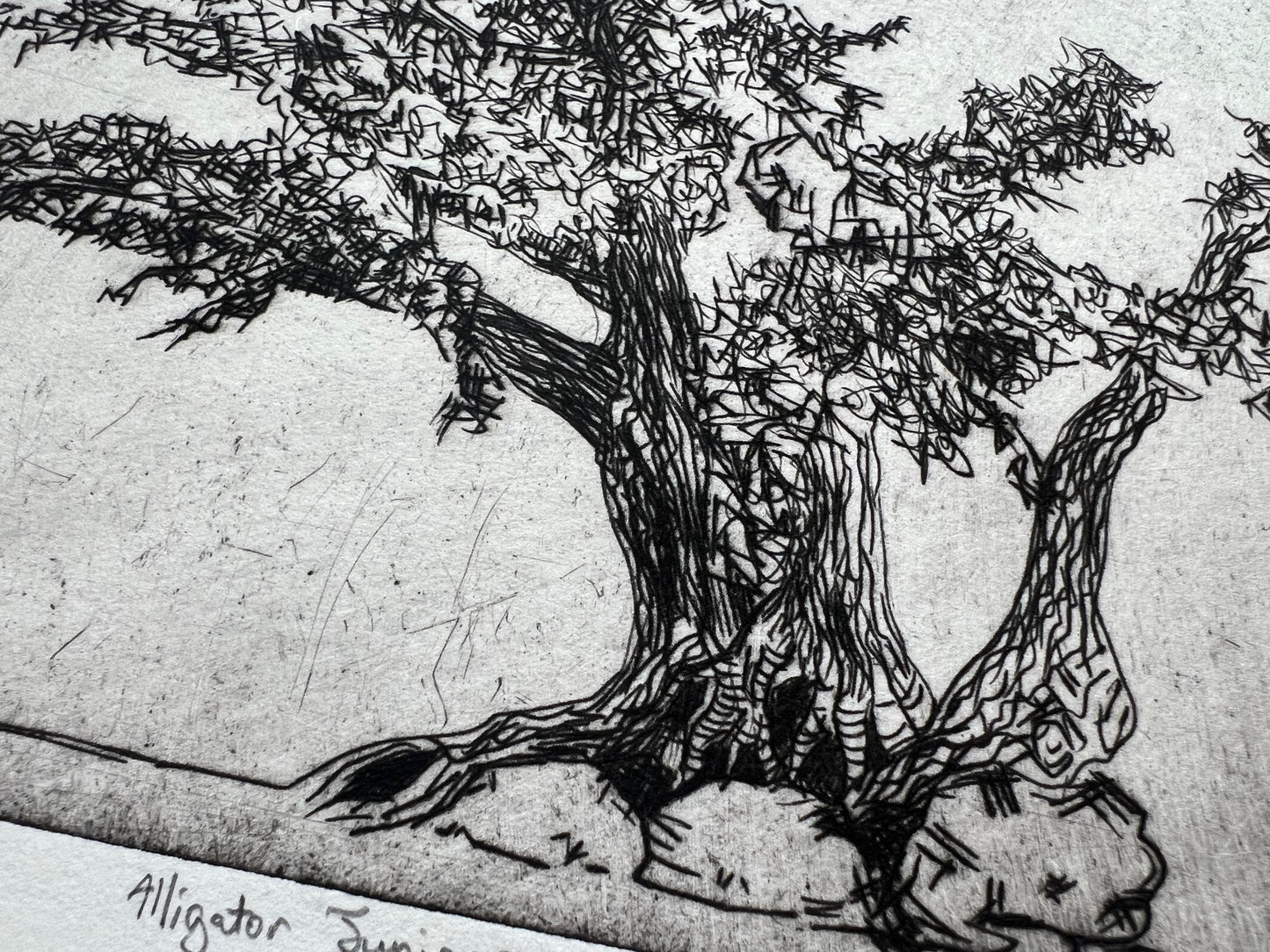 Alligator Juniper