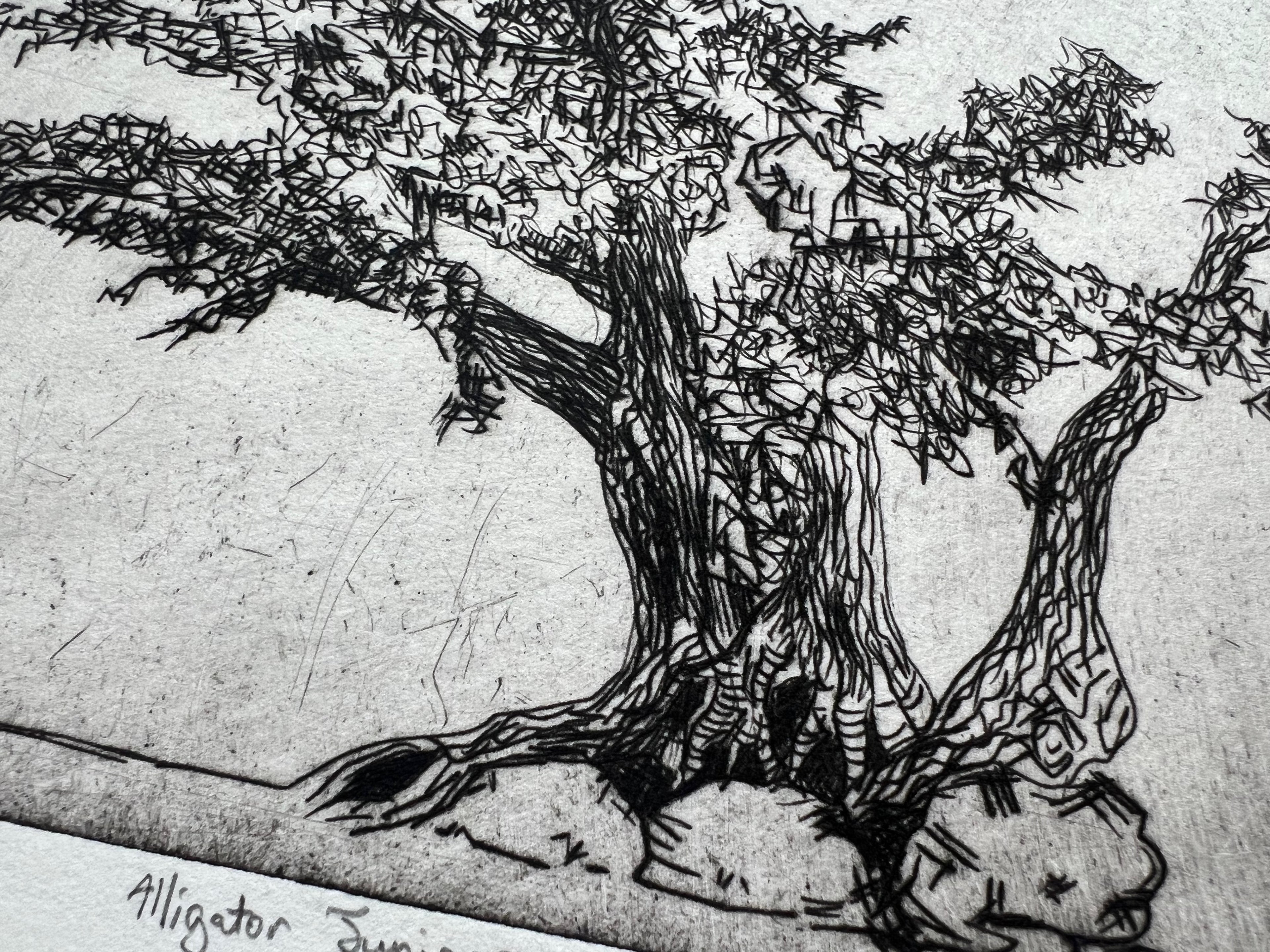 Alligator Juniper