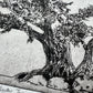 Alligator Juniper