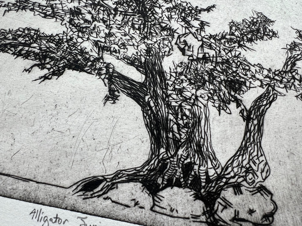 Alligator Juniper