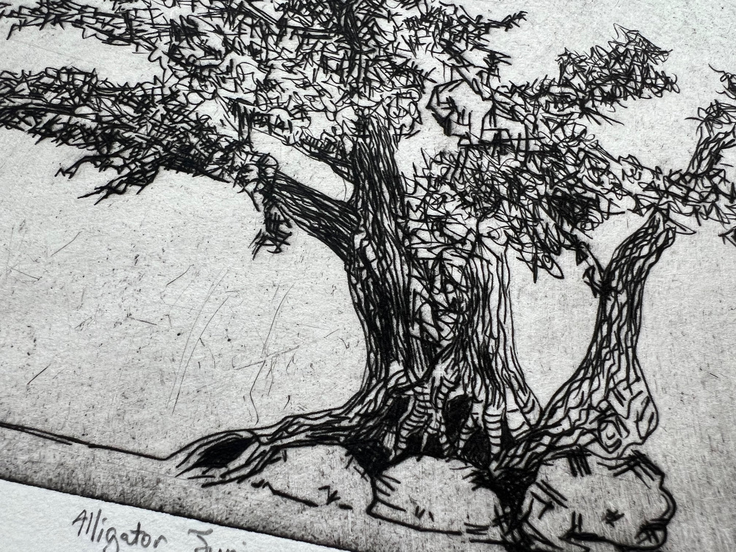 Alligator Juniper