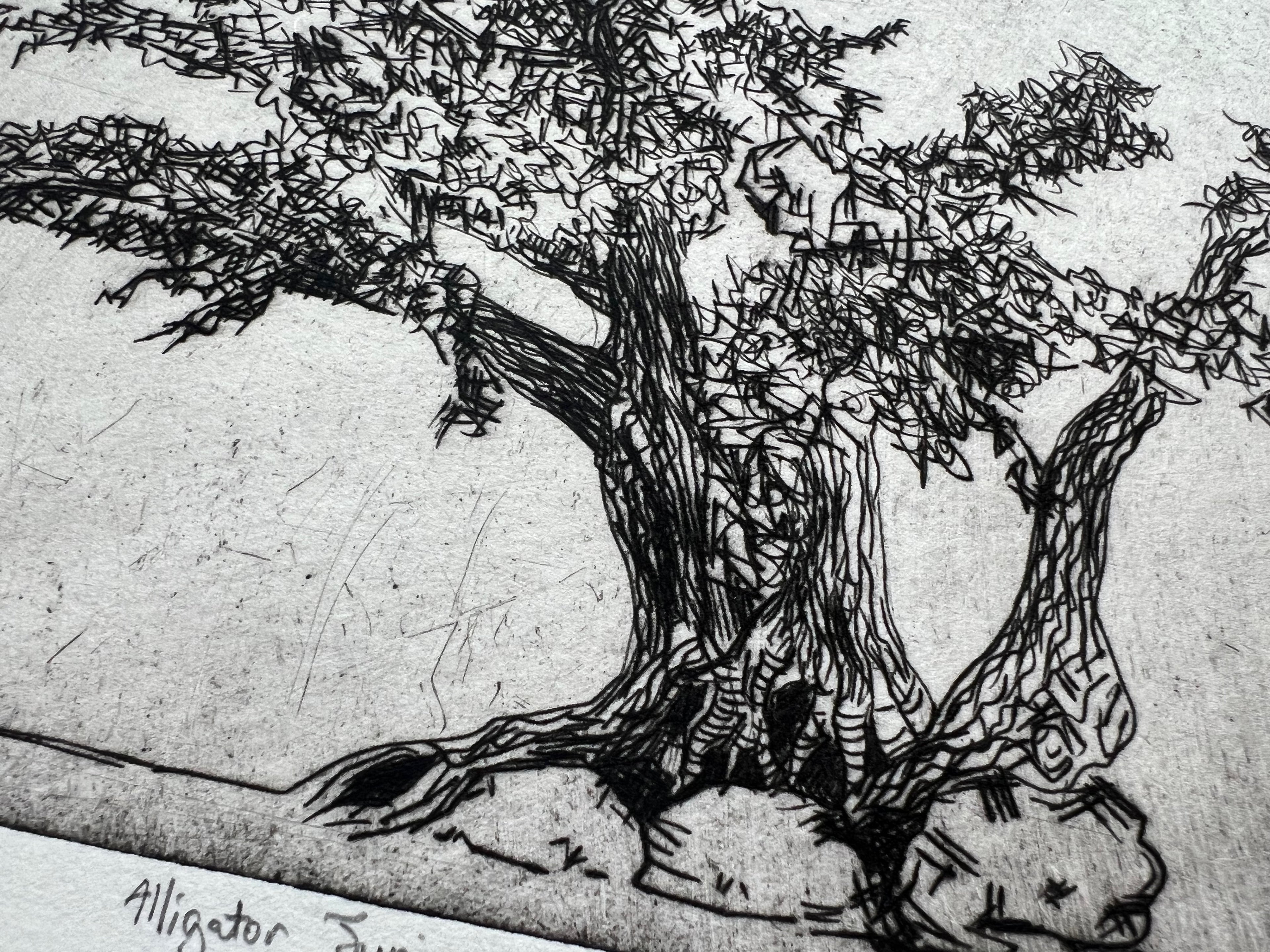 Alligator Juniper