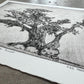 Alligator Juniper