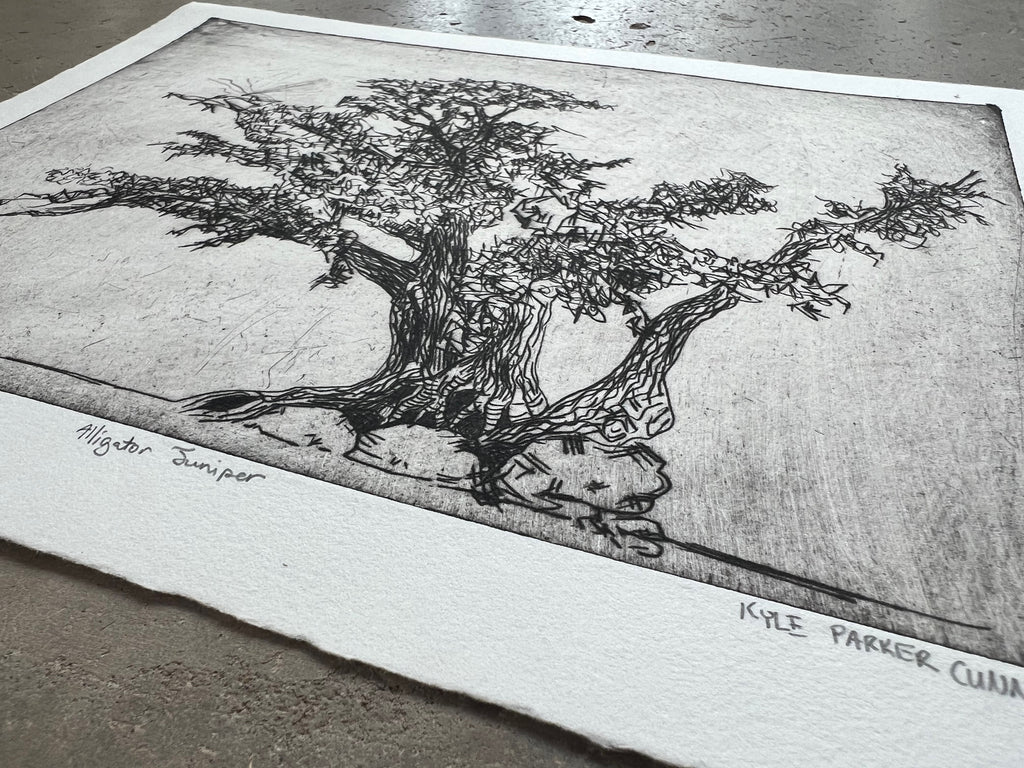 Alligator Juniper