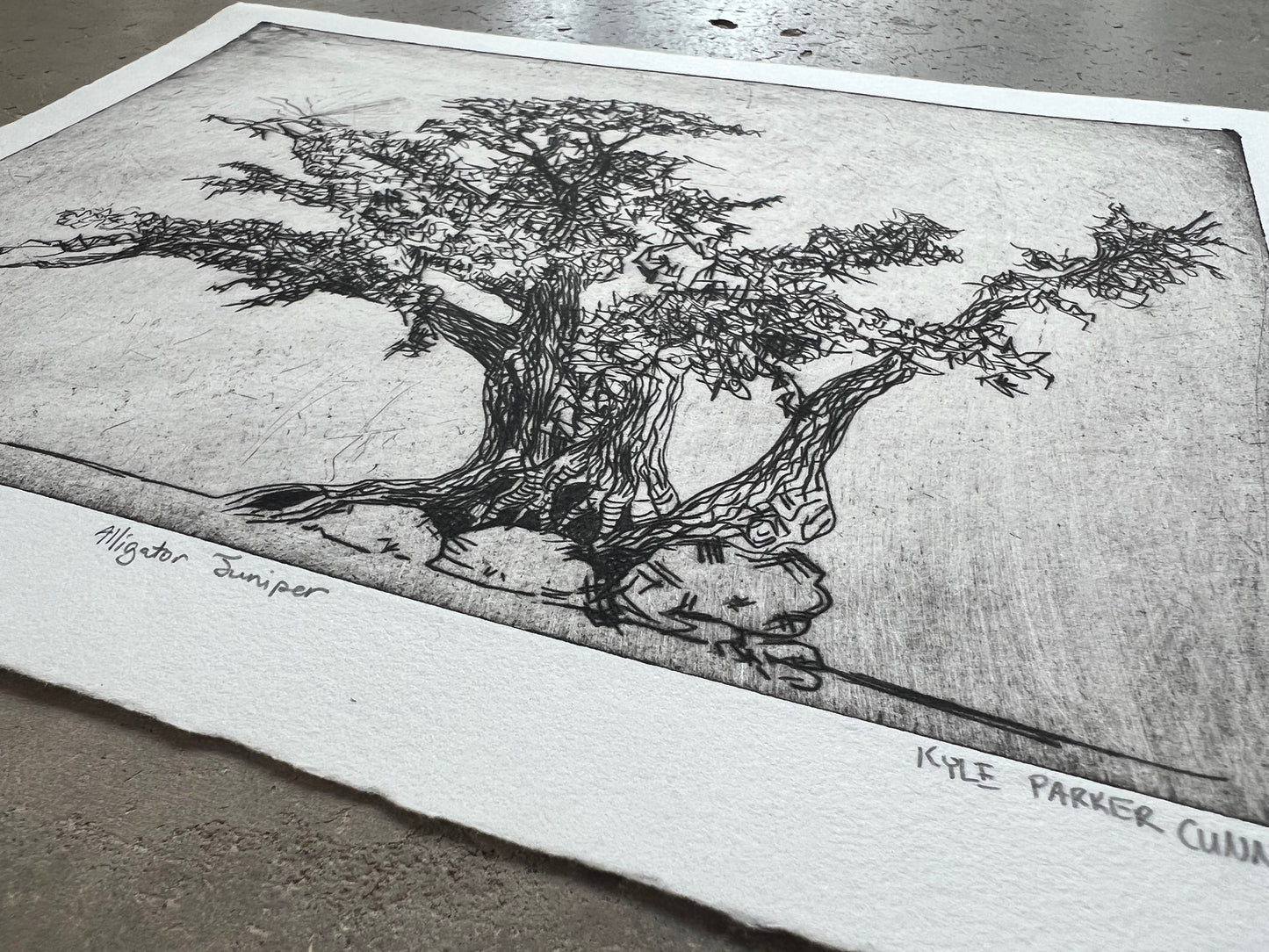 Alligator Juniper