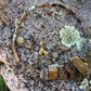Bits of Forest, Petrified Wood