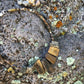 Bits of Forest, Petrified Wood